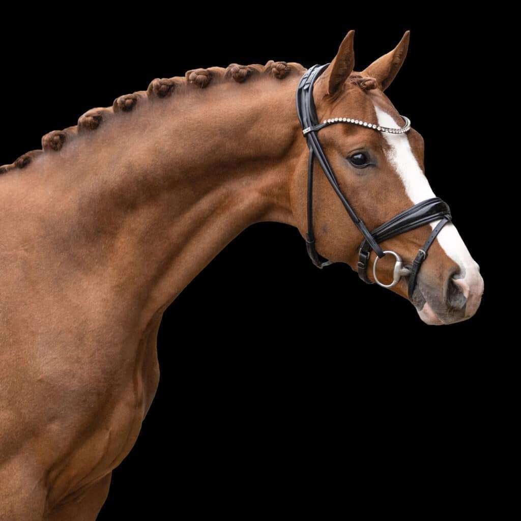 James dean Stallion